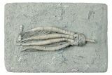 Fossil Crinoid (Scytalocrinus) - Crawfordsville, Indiana #279617-1